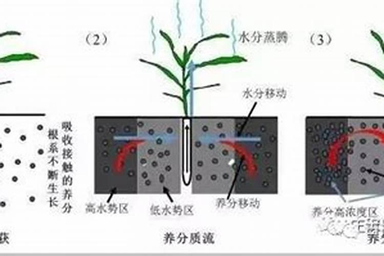 胺鲜酯和芸苔素的区别