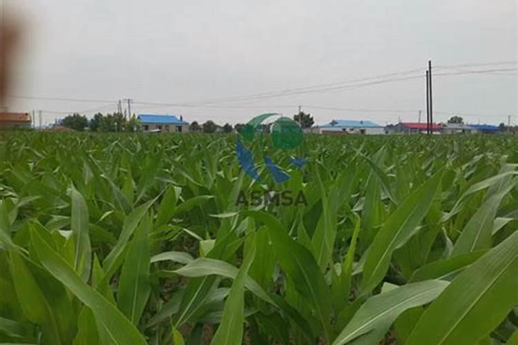 水稻种植什么时候喷药效果好
