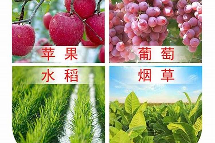 樱桃树用了波尔多液后叶子全黄怎么回事要怎么治？