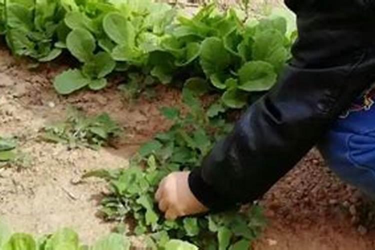 如何防止白菜烂一地？有哪些必备的种白菜绝招？