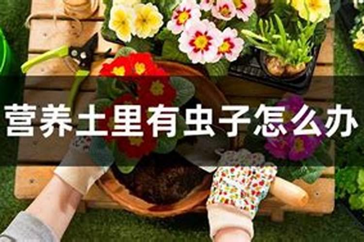 韭菜烂根空心怎么救治？
