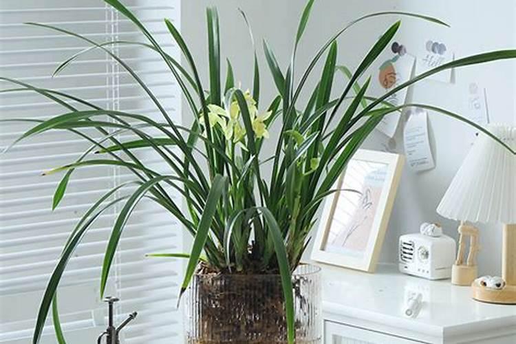 养兰花的土多久换吗 兰花种植需定期更换土壤,你知道多久换吗？