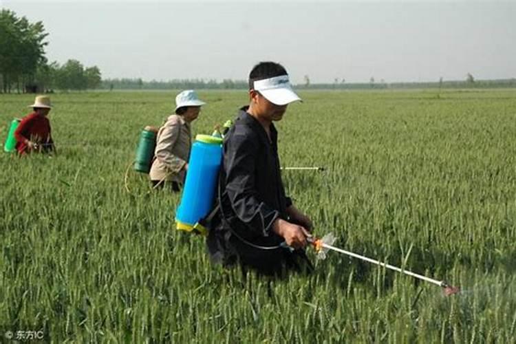 水稻什么时候撒锌肥
