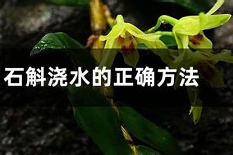 牡丹叶面肥打什么 喷肥注意事项