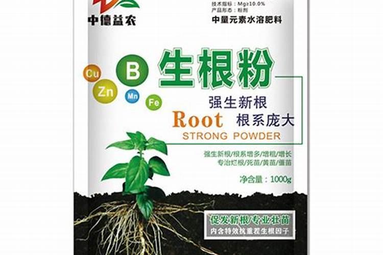君子兰根系细弱难开花怎么解决