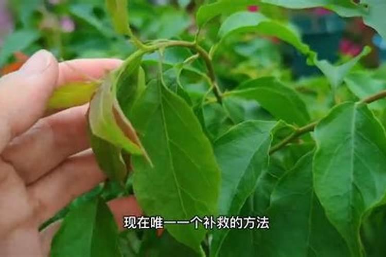 三角梅大部分新长出的叶子卷曲,皱巴巴的,怎么办啊？