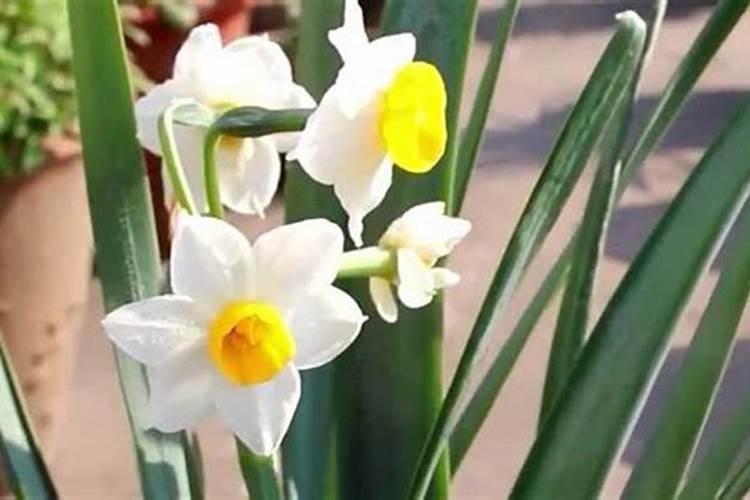 水仙花的叶子黄了咋回事？
