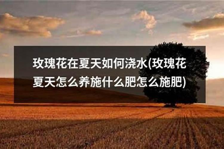 玫瑰的种植方法和需要注意的问题