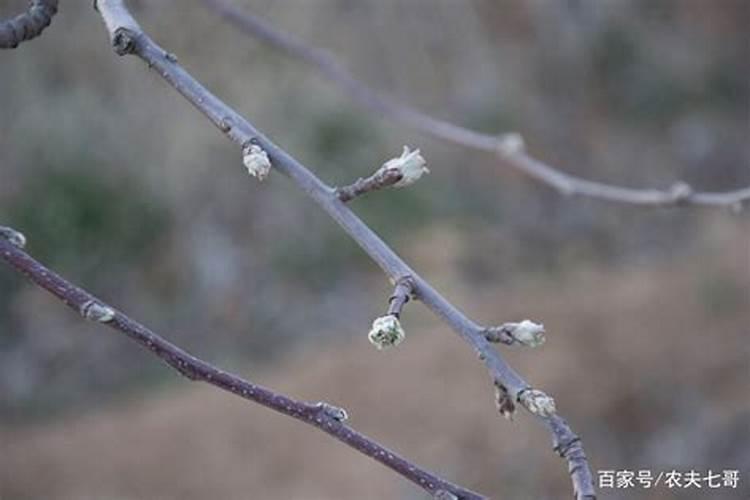 怎样进行苹果的肥水管理呢