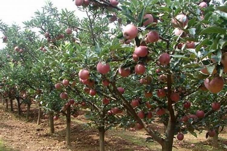 苹果树中后期管理要点 苹果树怎么施肥