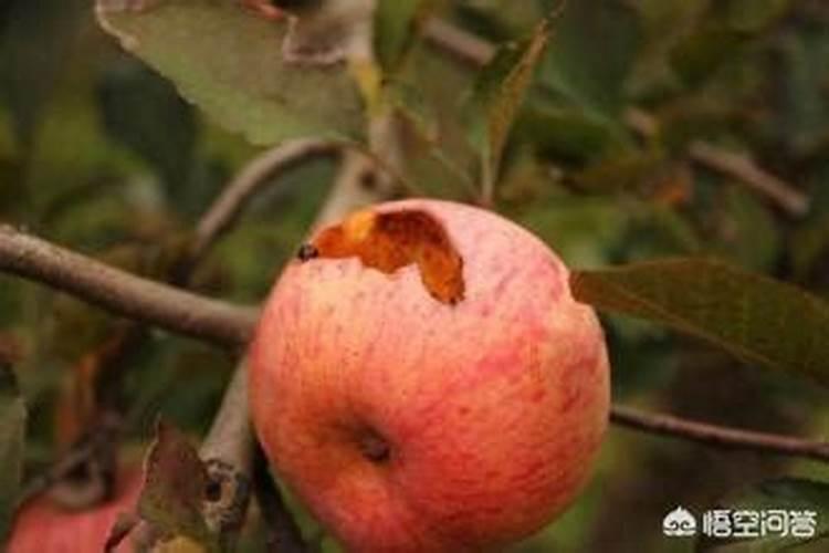 苹果树上什么肥料好 苹果树上哪些肥料好