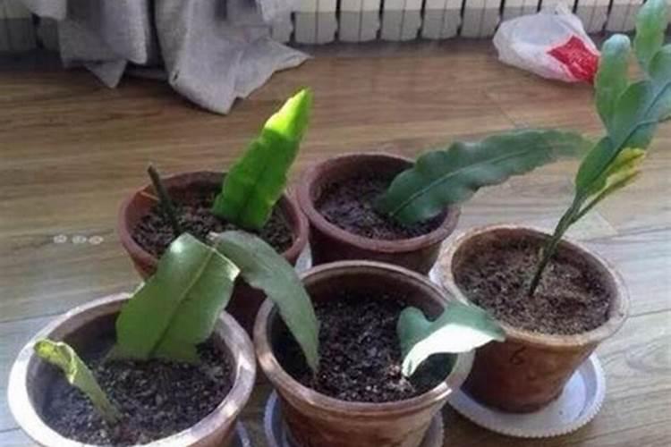 红薯怎么施肥能达到高产(种植扦插红薯高产追肥技术)