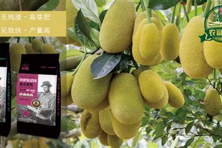 菠萝蜜花期要施什么肥