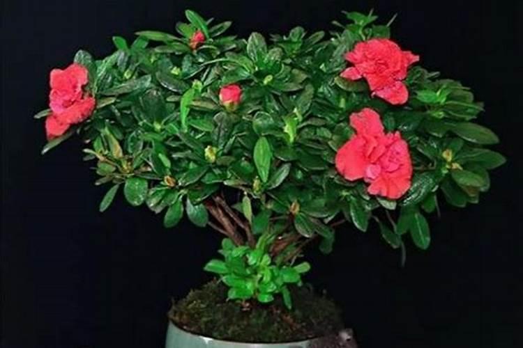 刚买的栀子花怎么养