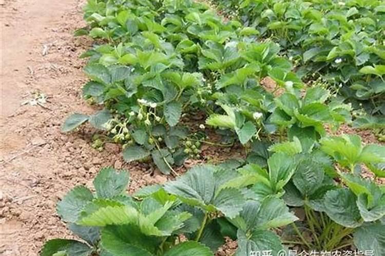 种植过程种草莓需要补钙吗 草莓苗缺钙严重会怎么样
