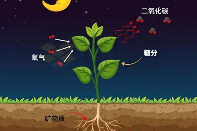 施入土壤中的钾肥为何会被固定