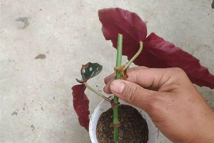 柑橘幼果期施什么肥料