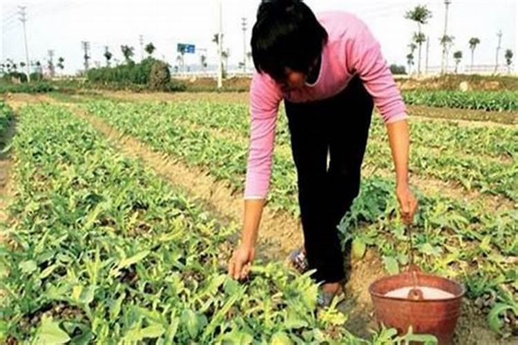 下雨天可以施肥吗 下雨天可以给农作物施肥吗