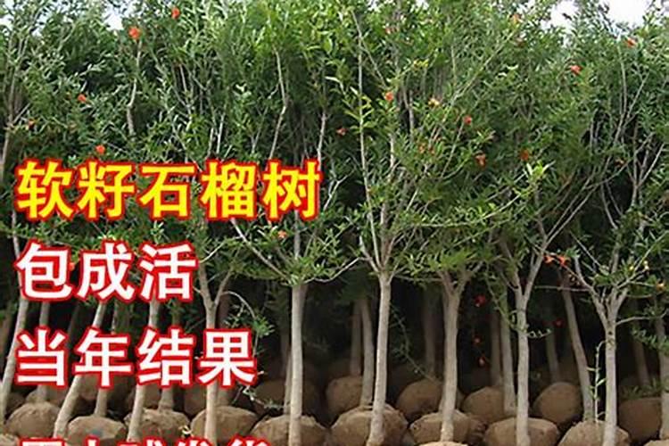 新栽苹果树如何施肥