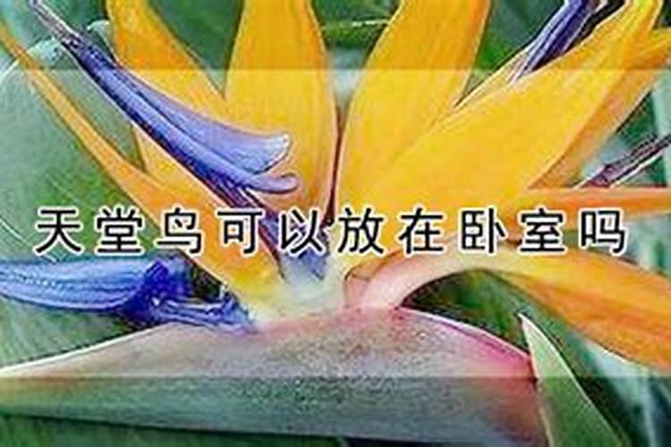 沙地适合种植什么