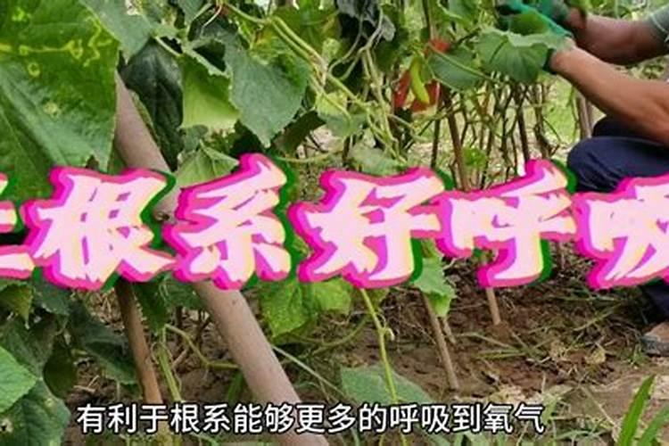 夏天如何种黄瓜不烧根 夏天种黄瓜怎么盖膜不烧根
