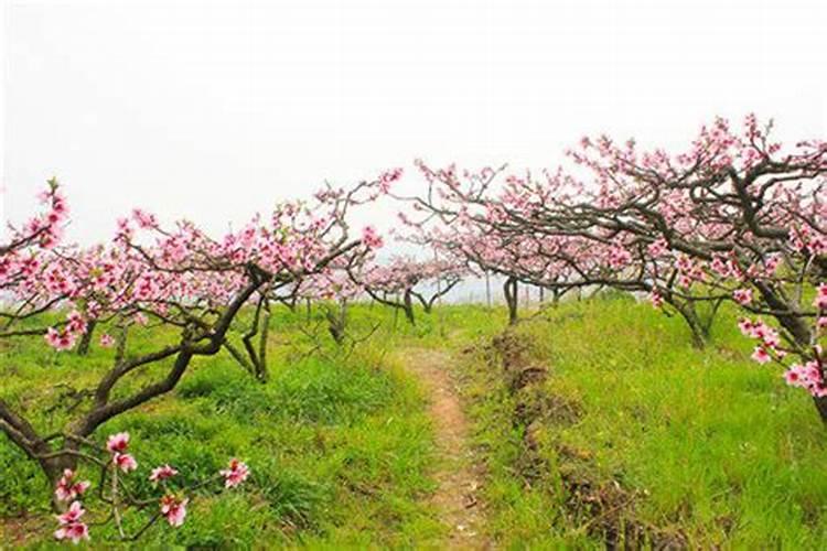 花木用什么施肥