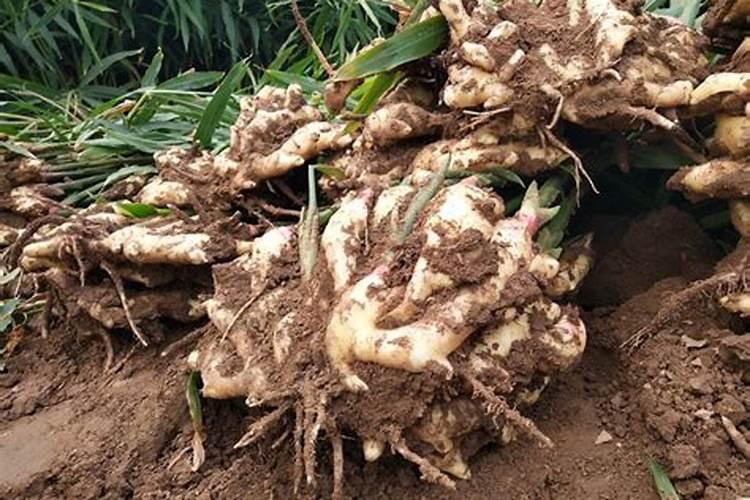 大姜用什么水溶肥好？水溶肥怎么用效果好？水溶肥用根小子!