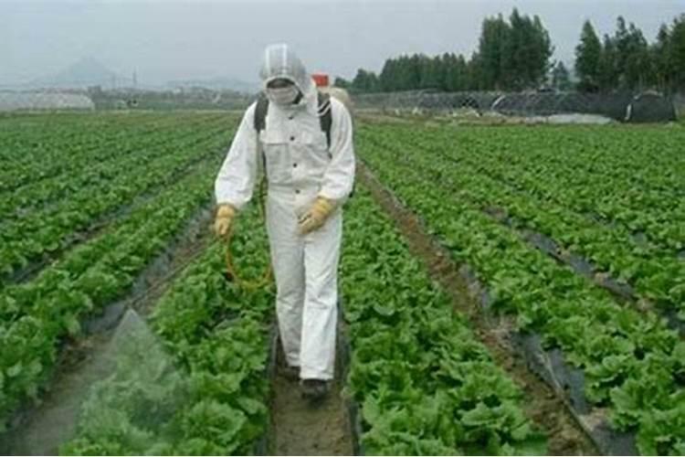 硼肥对油菜的作用及施用方法花卉百科