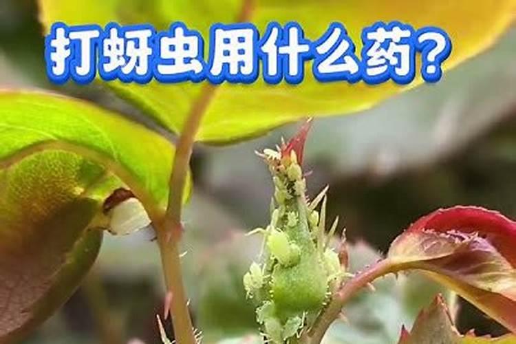 打红蜘蛛在什么时间打最好