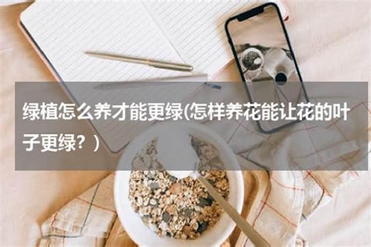 白兰花叶片很大但不绿是为什么
