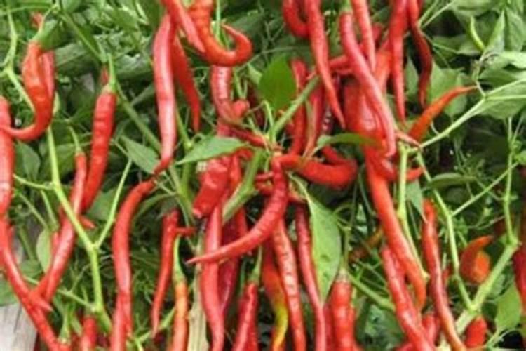 想要辣椒高产怎么施肥 想要辣椒高产如何施肥