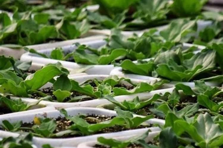 茄子催芽几天发芽