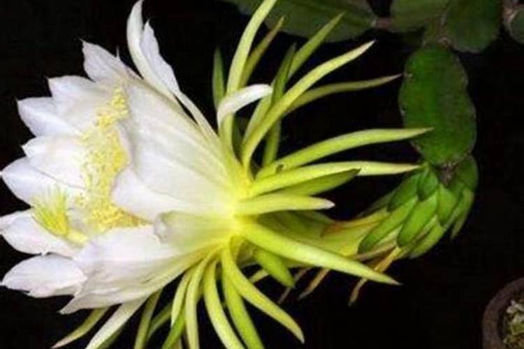 龙骨花金心也门铁的常见病害