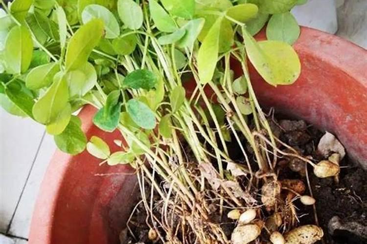 花生在立秋后,喷2遍叶面肥能增肥吗？