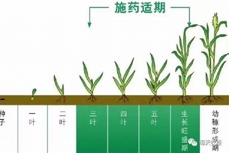 芸豆花期打什么叶面肥