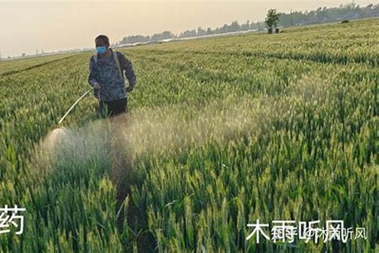 种植大豆如何施用种肥？