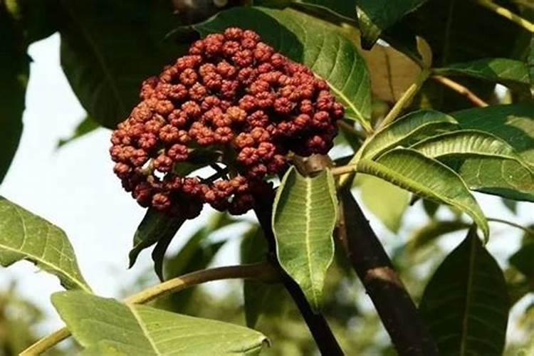 吴茱萸特优8号特点性及栽培技术为什么落叶？