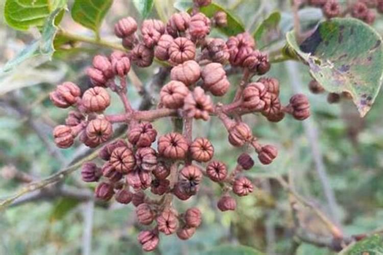 吴茱萸该怎样进行田间管理？