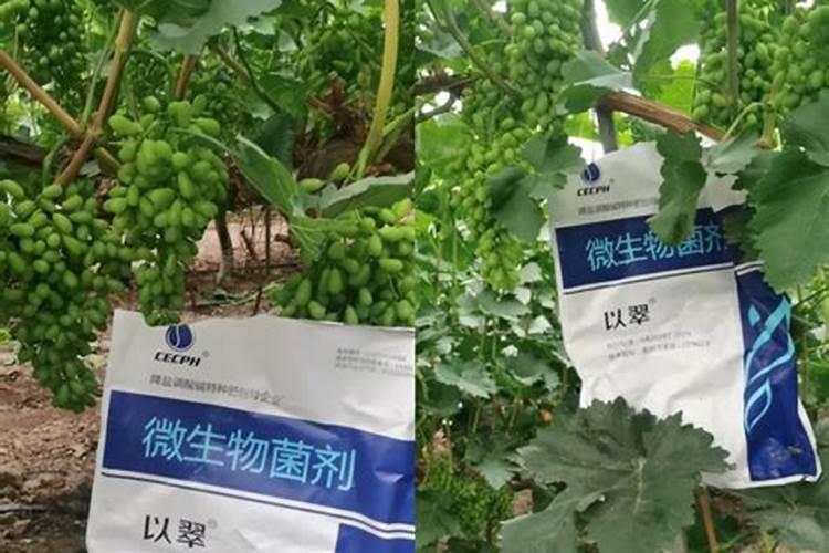 水溶肥在花椒上的效果