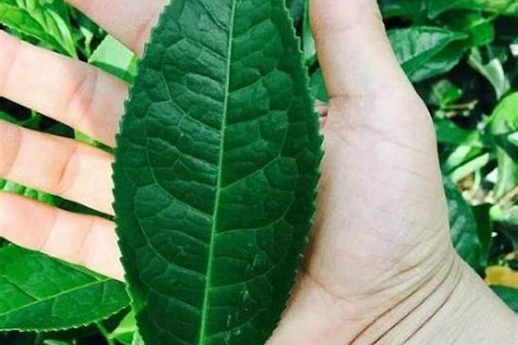 黔南州高山茶业有限公司怎么样？
