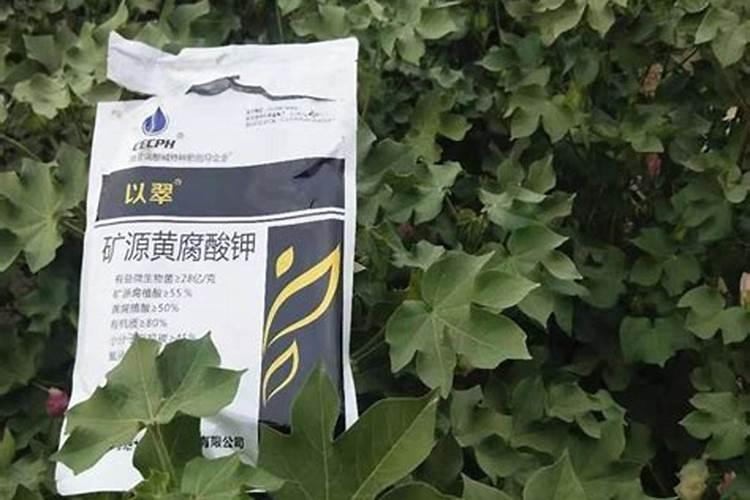 种姜用什么肥料最高产