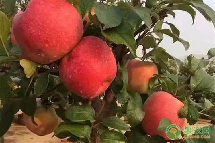 波尔多液的配制和使用方法 波尔多液的配制和使用方法