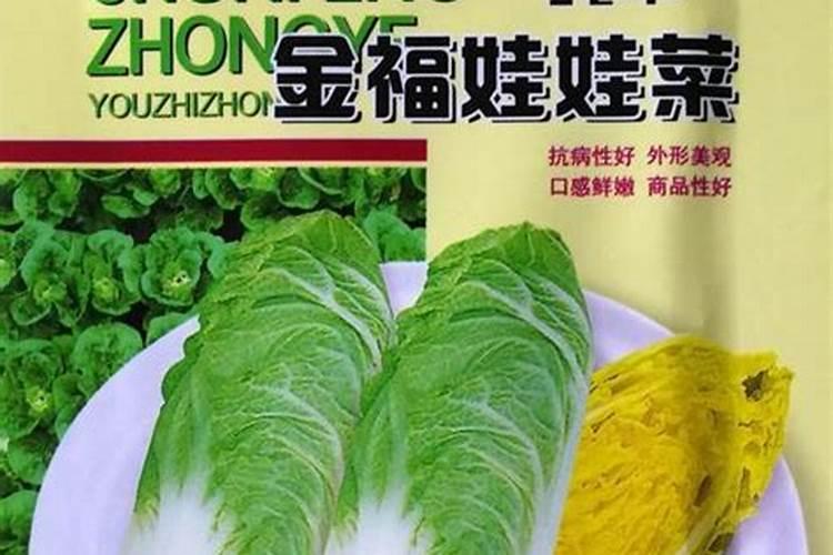 娃娃菜种植时间和方法