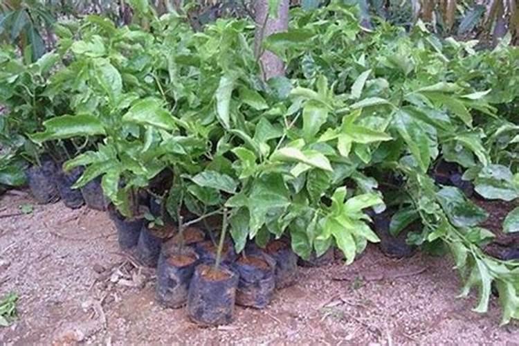 噻唑锌和氰霜唑可以复配吗