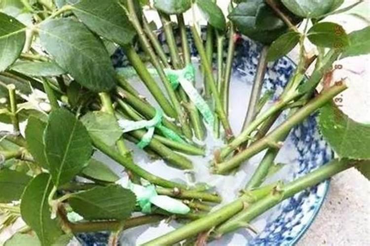 钾肥最高含量是多少