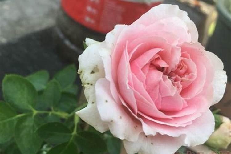 百合球多久浇一次水？不同的成长期多久浇一次水？