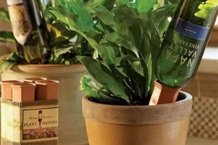 水培叶子斑点发黄,什么原因,怎么办？