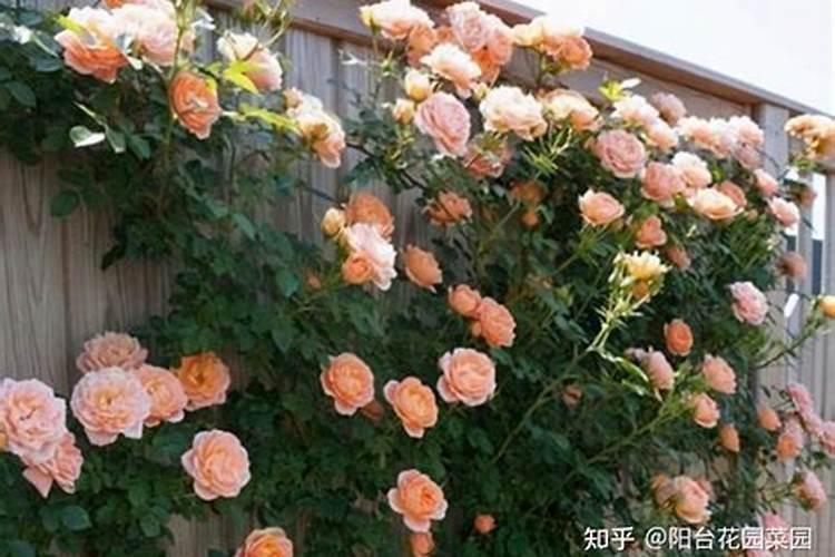 月季上盆多久施肥 月季如何施肥？