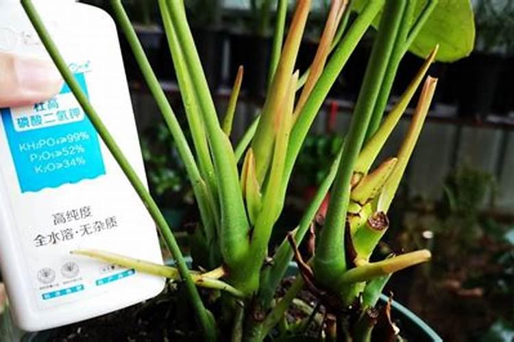 西瓜苗什么时候施肥 西瓜苗的施肥时间
