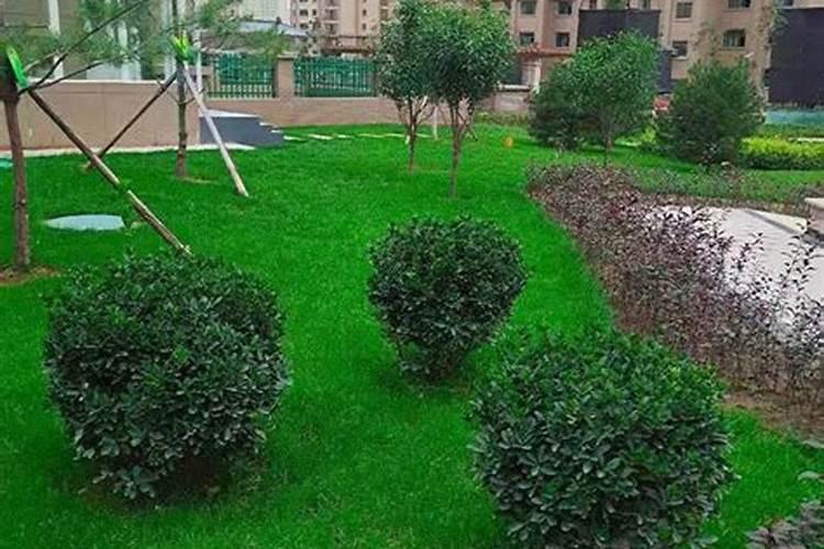 如何对园林植物进行合理施肥？